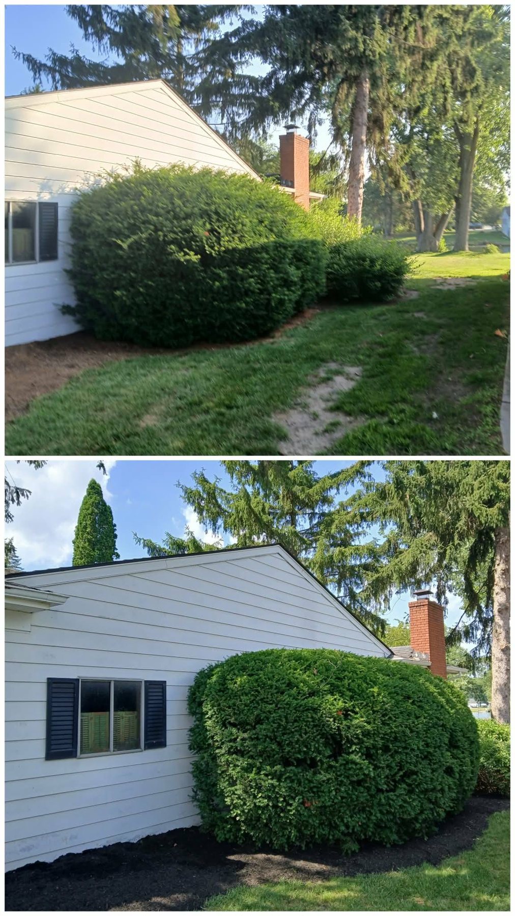 Bush trimming before and after